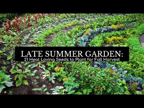 Late Summer Garden: 21 Heat-loving Seeds That Will Grow Fast