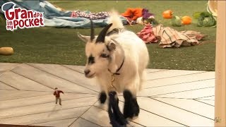Goat Attacks Old Lady Grandpa In My Pocket Mr Scoffbucket The Goat Full Episode Grandpa S2