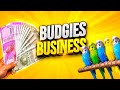 How to start budgies business #business #budgies #budgiesparrots 