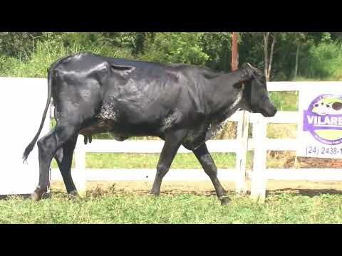 LOTE 21 -  172   ALIANÇA GENÉTICA