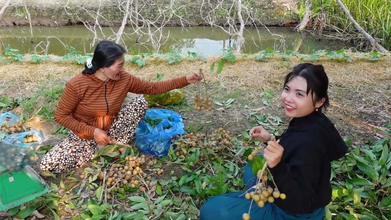Mai Mắn Trọn Vẹn - Gia Đình Cù Lao Gió Thu Hoạch Trái Cây Sau Lũ T245