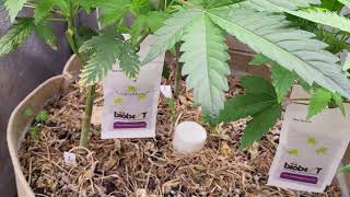 Master Kush, Orange Juice & Afterdinner Breath, Garden Update #1