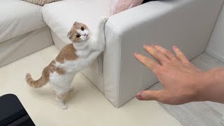 We replaced the sofa that had been ruined by claw marks with a new