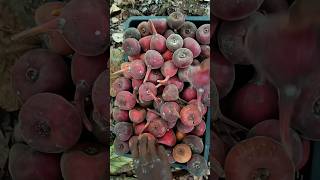 this Fig Is Ready For Sale mountainlife athipalam farming fruit