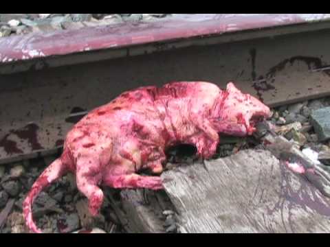 HAUNTEDPROPS.COM DEAD RAT