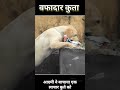 लाचार कूते की बाचाई जान | एक वफादार कूता  #explanation #bollywood #movie #explanation #explorepage