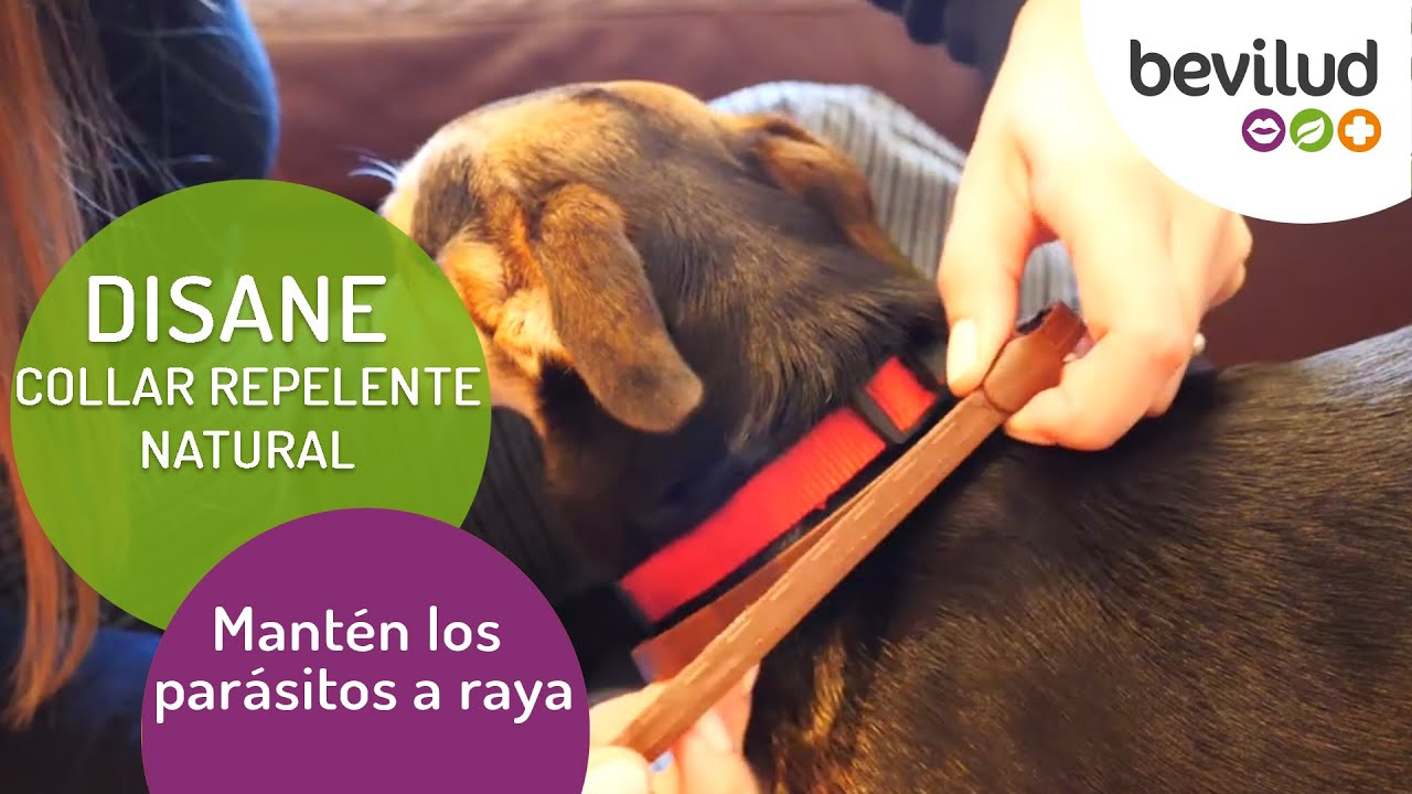 Disane - Collar Repelente Natural para Perros 🐶