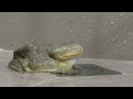 Middle of video