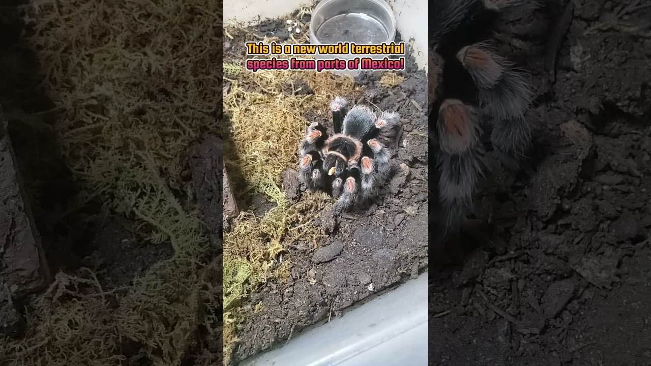 My Most Colorful Tarantulas: Mexican Red Knee (B. Hamorii) 