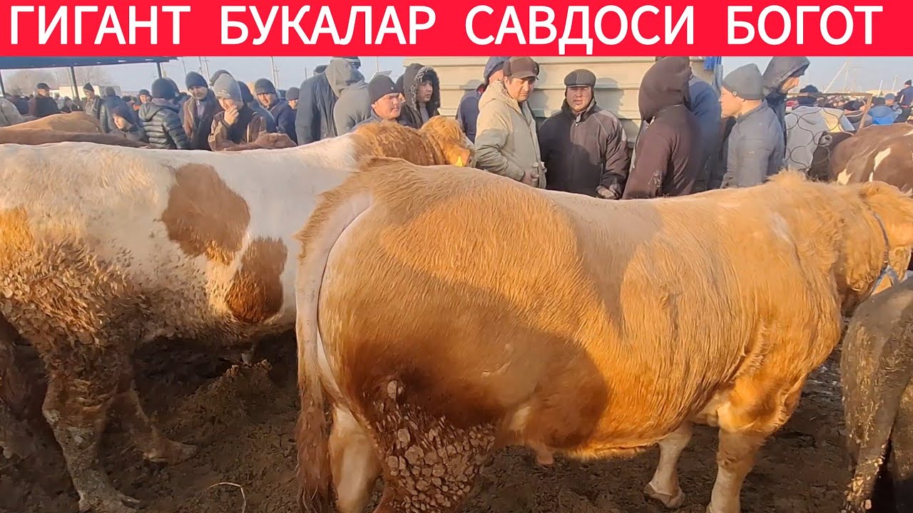 ХОРАЗМ БОГОТ МОЛ БОЗОРИ ГИГАНТ БУКА САВДОСИ 18-ФЕВРАЛ 2026-ЙИЛ !!! ХОРАЗМ ОБЗОР 