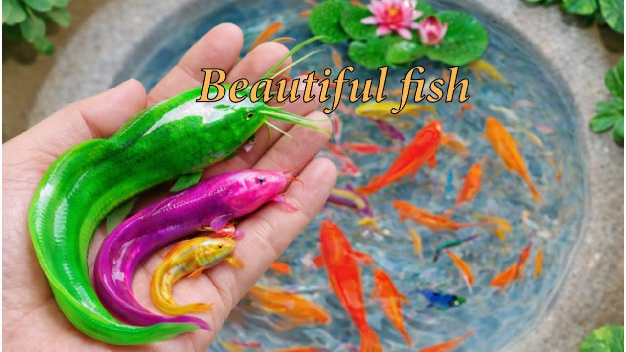 Catching Giant Catfish, Snakehead Fish & Eels in One Hole 