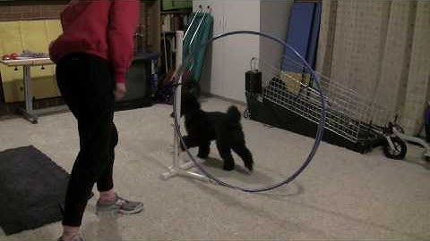 Clicker Training Competency Assessment Programme Part 3