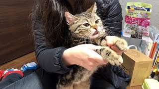 初めて食べるビーフソーセージが美味しすぎてダンスを踊ってしまった猫ｗ