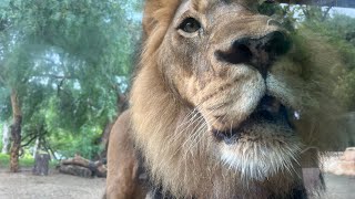 Meet Bo The New African Lion~ San Diego Zoo Safari Park ~ 6/19/2023