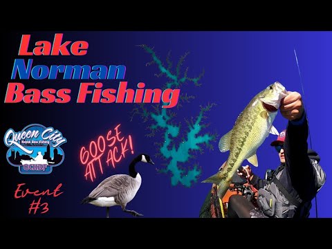 Bass Fishing and Geese Attack – Lake Norman Kayak Bass Fishing