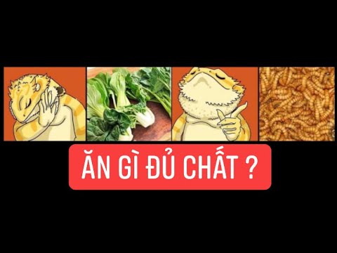 Video [ Coffee Pet ] Rồng Úc kén ăn ? Tại sao bỏ ăn, nuôi... - youtube