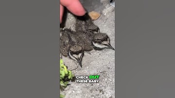 Hunting for Burmese Pythons in the Florida Everglades  #shortsfeed  #shortsvideo  #shortvideo