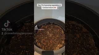 Day 74 of growing vegetables in Canada Indoors 🇨🇦 Let's take a gander! (Night Time) Rip Dad ❤️