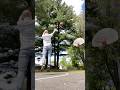 A NEW STREETBALLER EMERGES! #streetball #basketball #trickshot #savesoil #consciousplanet