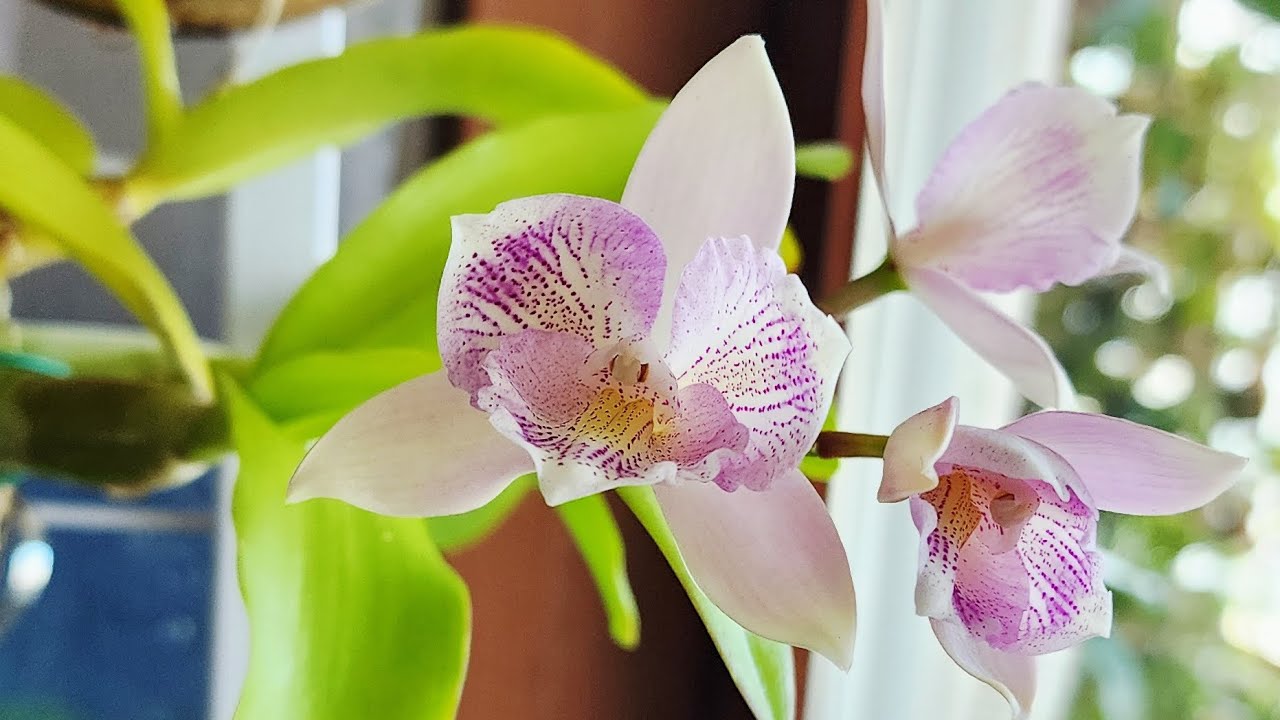 향기도 모두 좋은게 아니예요. 사람마다 호불호가 있지요~~