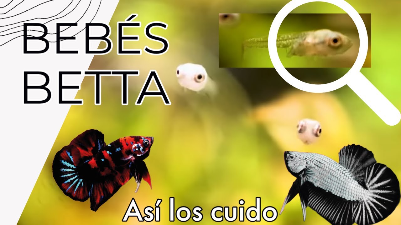 Cuídalos bien - Alevines  bebés betta - Descripción detallada de Alimentos y cuidados. 4k