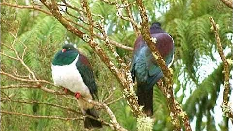 Thumbnail of Mars Lasar - Rapture