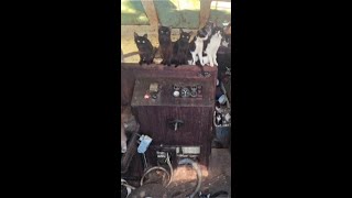 Dozens of cats found on abandoned boat in Washington state