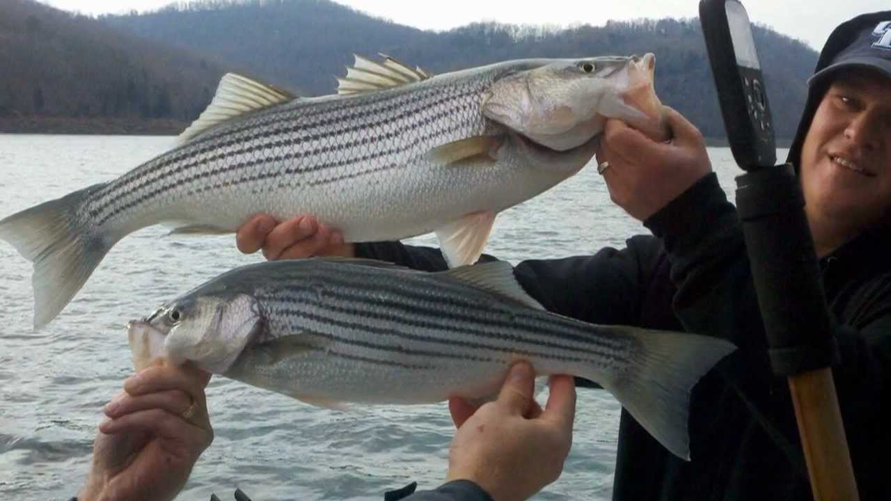 Striper Fishing Norris Lake Jan 7, 2012 YouTube