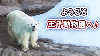 ミユキ 王子動物園｜Polar bear ホッキョクグマ しろくま シロクマ みゆき ゆめちゃん