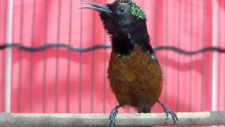 KONIN MEMANGGIL LAWAN, PANCINGAN KONIN CEPAT EMOSI AGAR MAU GACOR DAN NGOBRA