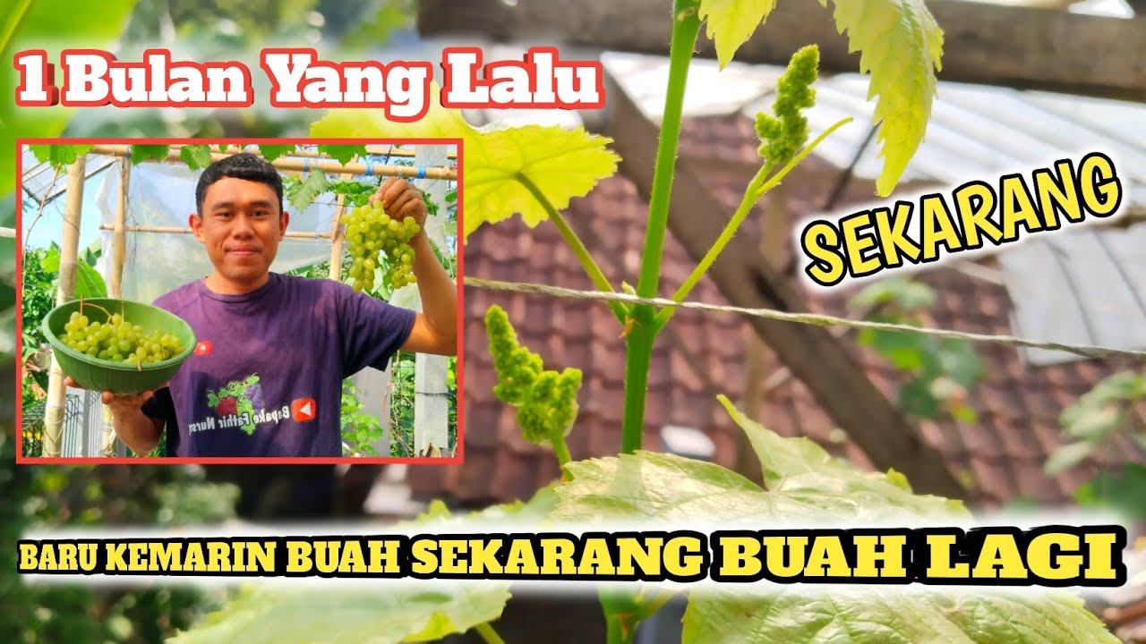 Anggur Harold Berbuah Lagi ? Kok Bisa Segenjah ini ??