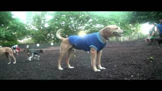 Official Devo - Don't Roof Rack Me, Bro! (Seamus Unleashed) On The Woofer
