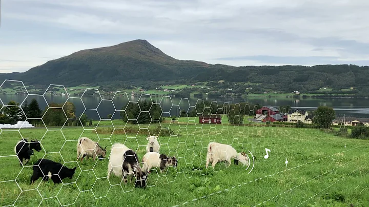 Nofence virtual fence in action. Goats