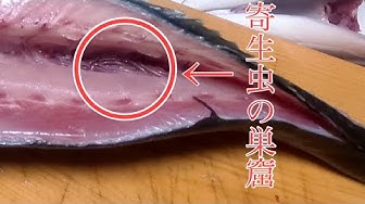 ハマチ Youtube