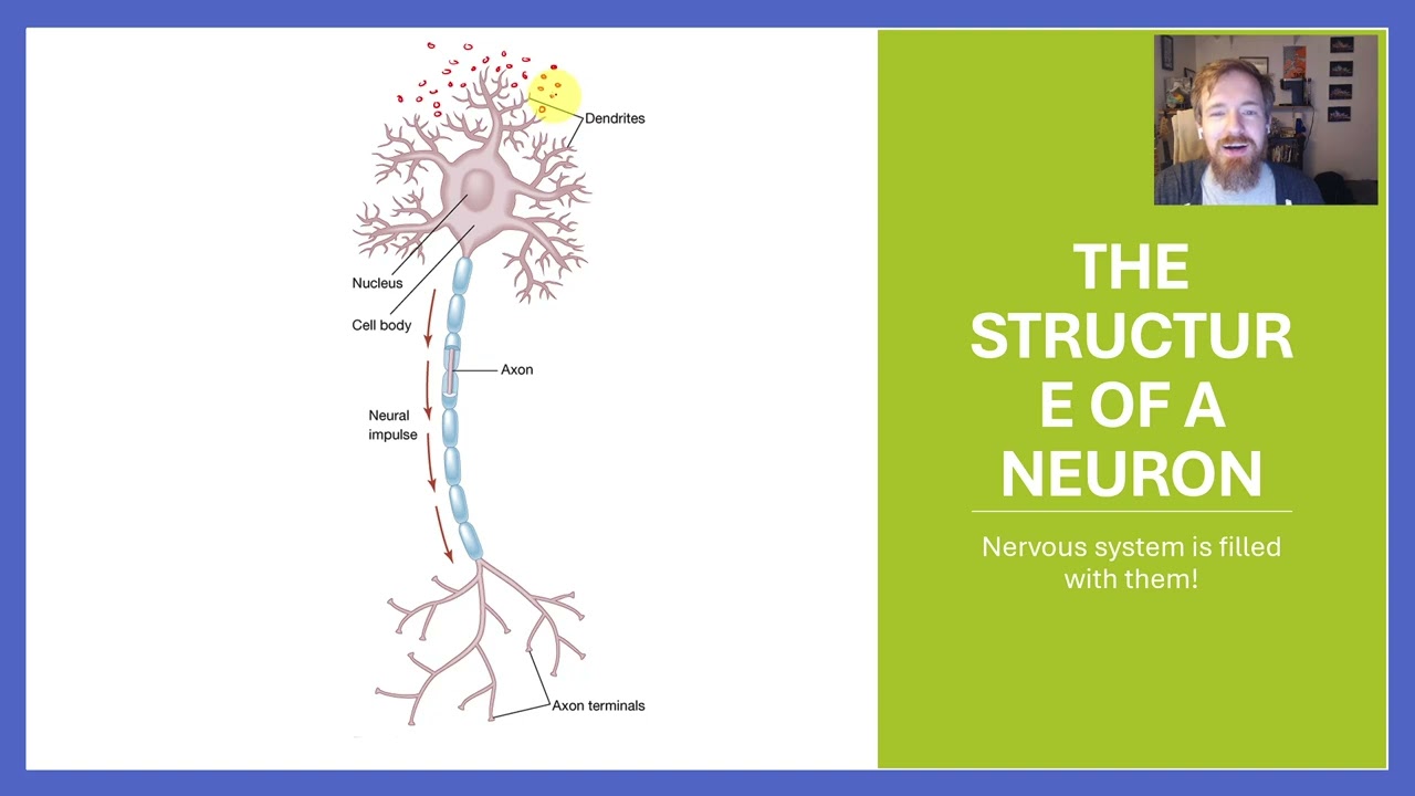 Cognitive Psychology - Chapter 2: The Neural Basis of Cognition (subtraction method, neuroimaging)