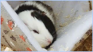 How to Make a Guinea Pig Fleece Hammock