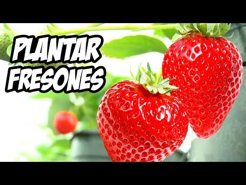Como Plantar Fresas y Fresones en el Huerto 🍓 | Frutillas | La Huerta de Ivan