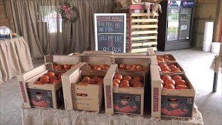 Local Fruit & Vegetables Showcased at Red Barn Market in Adel