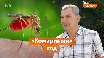 Комариное нашествие на Казань. Почему в этом году так много комаров?