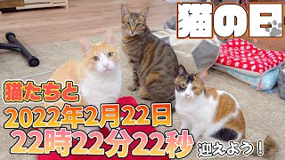 ねこ レビューでクーポン&プレゼント】リサラーソン ねるねこ(正規品 Lisa