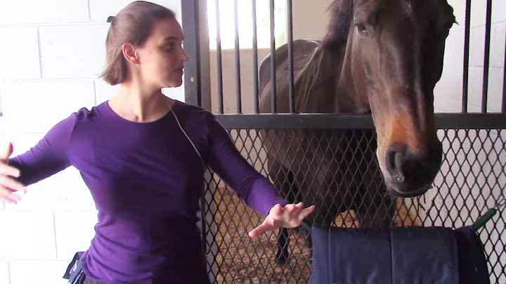 Energy healing to boost confidence for USHJA Show ...