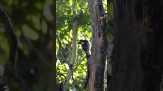 Acorn Woodpecker in Portal, AZ. Visit thebirdinggame.com!