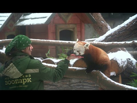 Красная панда Зень и рука кипера
