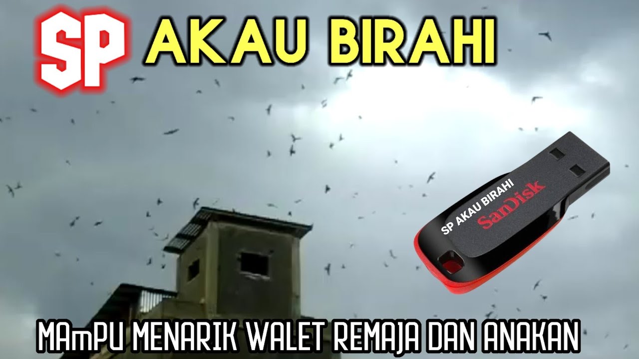 Sp Akau Birahi# mampu menarik walet remaja & anakan