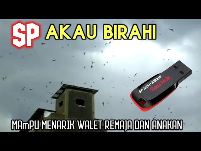 Sp Akau Birahi# mampu menarik walet remaja & anakan class=