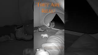 Timon And Pumbaa In Real Life They Are Real