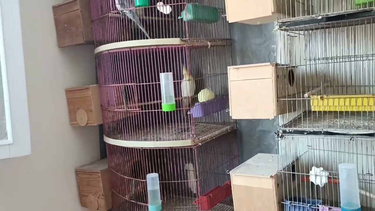 بسرعه لو عندك كوكتيل 👆امتي الكوكتيل يبيض