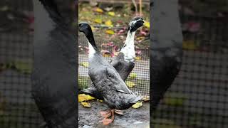 Jesienne Biegusy Indyjskie. Mals