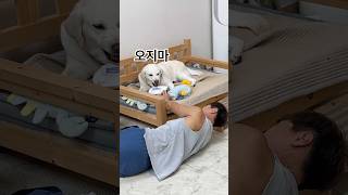 리트리버는 가족이라도 조심해야합니다