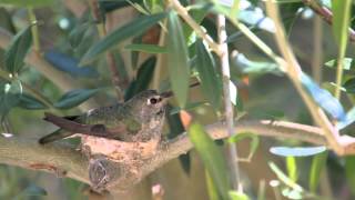 Hummingbird